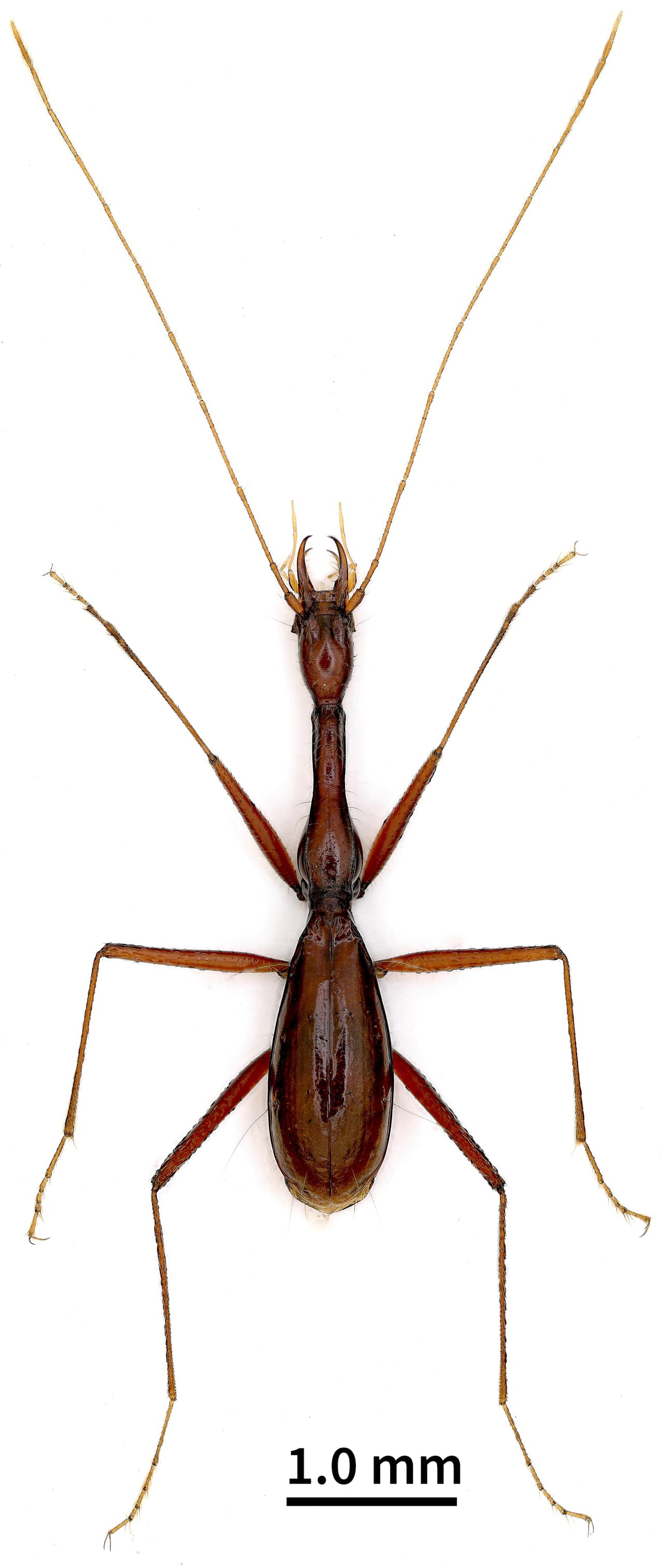 Mide solo media pulgada de largo, la cabeza muy alargada y sus patas tienen la misma forma que las de las arañas.