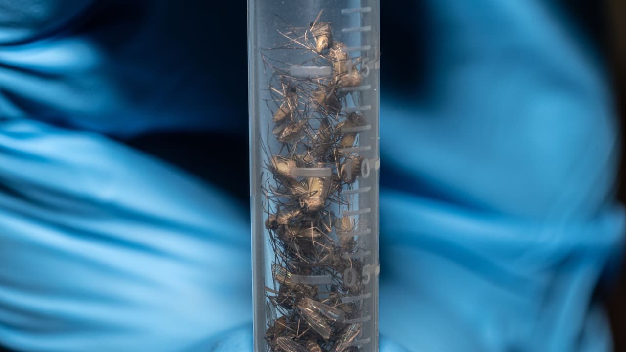 Refuerzan fumigaciones tras detección del virus del Nilo Occidental en Sugar Land