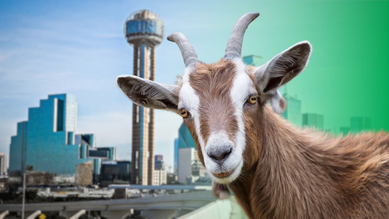 Sin gasolina ni ruido: Dallas recurre a un rebaño de 280 cabras para enfrentar el cambio climático