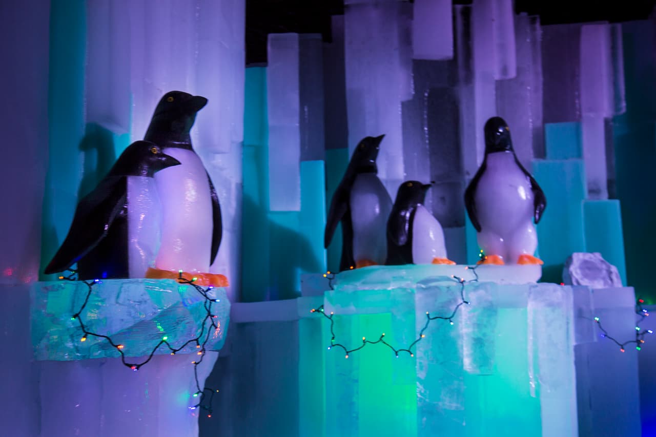 Un grupo de elegantes pingüinos cierra la exhibición.