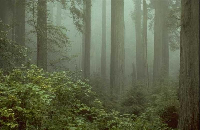 La lluvia proporciona agua durante el invierno; pero 
<b>en el verano la niebla representa alrededor del 40% de la ingesta de humedad</b> de las secuoyas. La bruma se condensa y forma gotitas de agua que luego son derramadas en el suelo y absorbidas por los árboles.