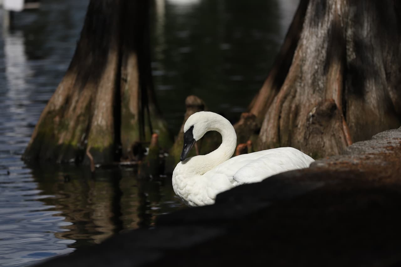 El cisne trompetero (Cygnus buccinator), originario de América del Norte, es el más grande de su especie y tiene el mayor número de plumas (25,000). Se distingue por su pico negro carbón.