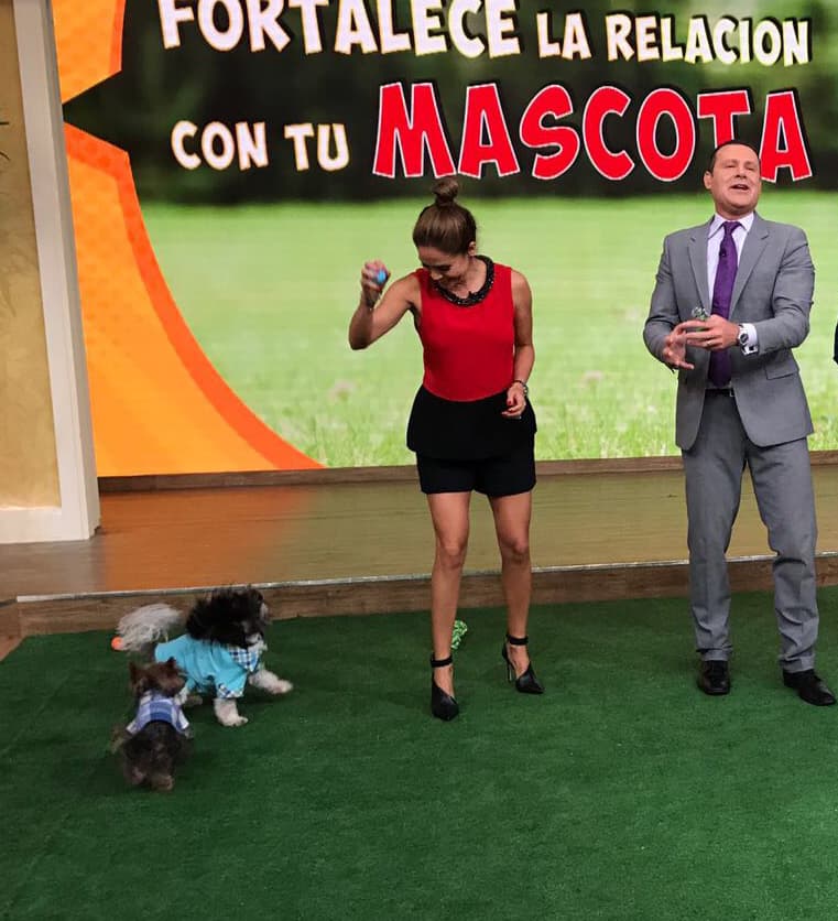 Nuestros peludos amigos estaban muy divertidos jugando.