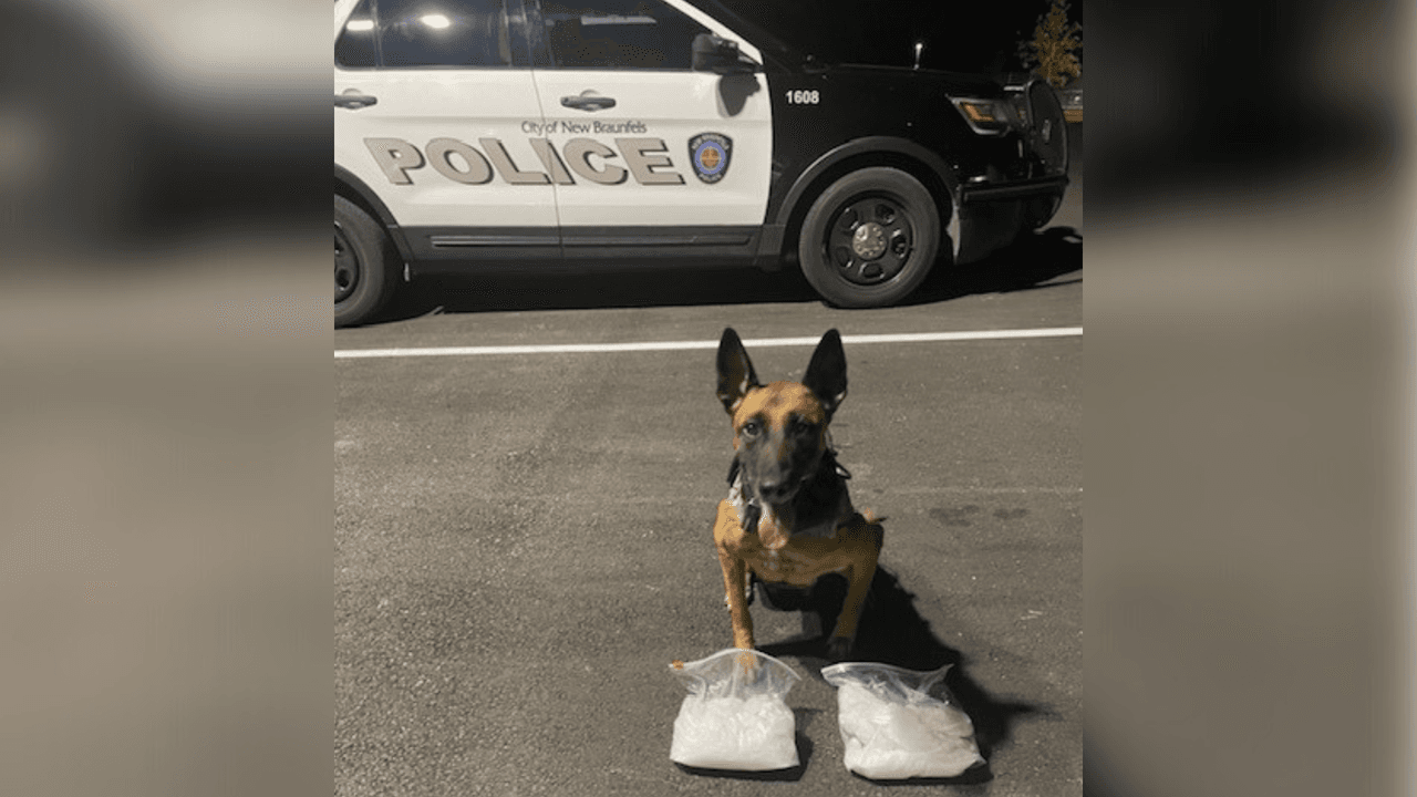 Ella es Voska, una perrita policía que encontró metanfetaminas y efectivo de una conductora