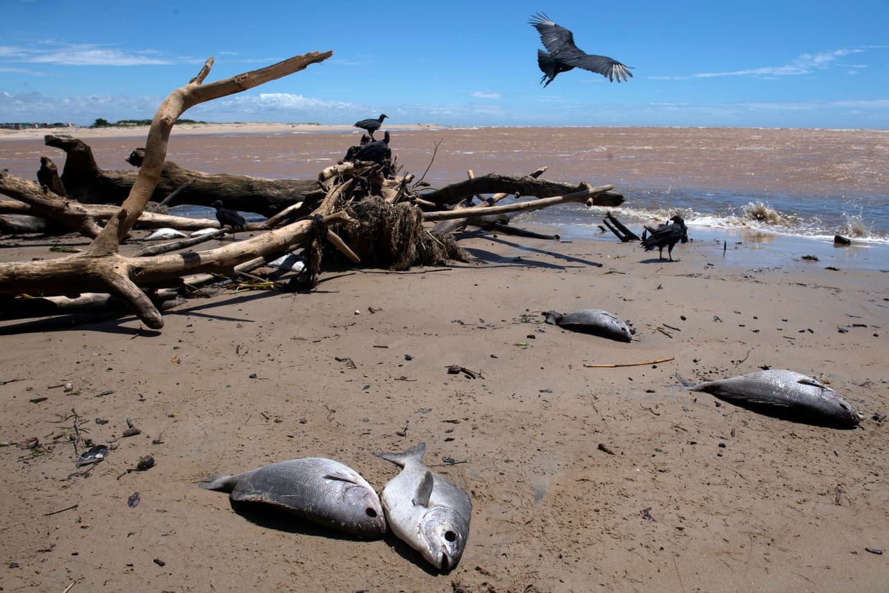 La erosión extrema coloca a Atafona entre 
<b>el 4% del litoral mundial donde el mar consume más de cinco metros por año</b>. El fenómeno
<b> se ha agudizado ahora por el <a href="https://www.univision.com/temas/subida-del-nivel-del-mar">cambio climático, con la "subida del nivel del mar"</a> a largo plazo y "a corto y medio plazo... y los periodos prolongados de lluvias y sequías", </b>explica el geólogo Eduardo Bulhoes, de la Universidad Federal Fluminense. 
<br>
<br>En la imagen, los buitres merodean en la arena, entre escombros de las últimas casas destruidas por el mar, en una playa regada por troncos y peces muertos.
<br>