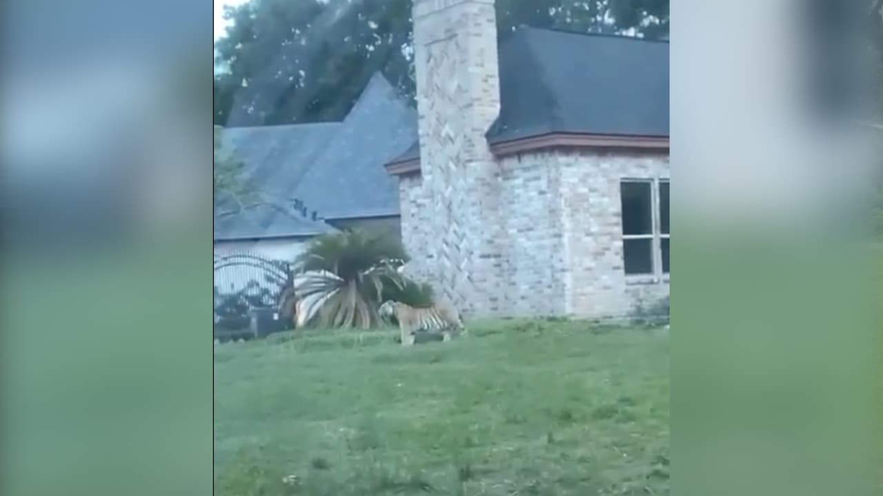 Un juez del condado de Fort Bend revocó la fianza de 
<b><a href="https://www.univision.com/local/houston-kxln/buscan-al-dueno-del-tigre-que-deambulo-por-las-calles-de-houston-el-hombre-huyo-de-la-policia-video">Víctor Hugo Cuevas </a></b>y le impuso una nueva por $300,000. El hombre tiene un cargo pendiente por asesinato y otro por evasión de arresto tras escapar con el tigre.