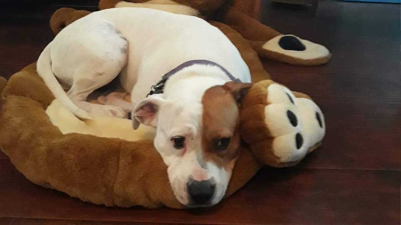 Alexander Fernandez - "Se llama Ursula, el animal más noble que puede existir"