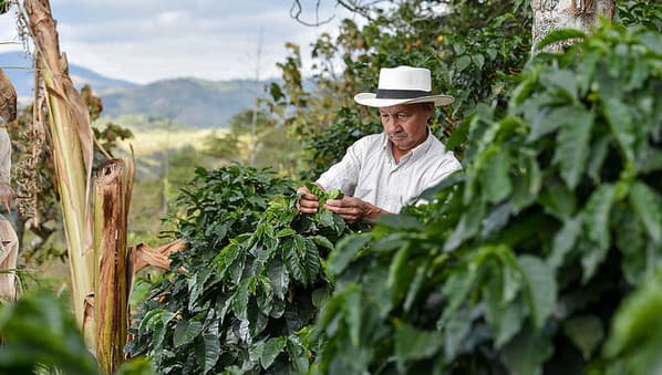 La razón por la que los lagartos pueden proteger los cafetales del mundo