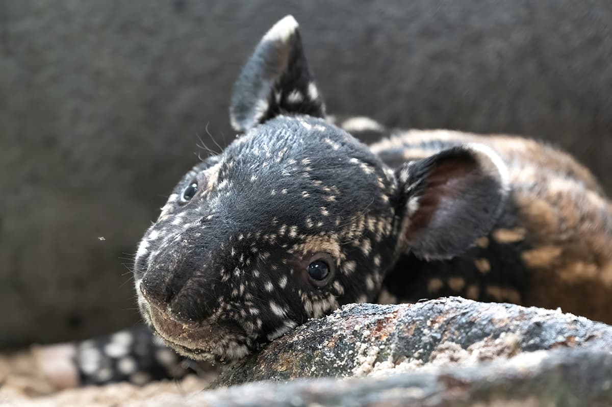 Los tapires malayos recién nacidos tienen rayas y manchas blancas para mimetizarse con la luz del sol moteada en el suelo del bosque.