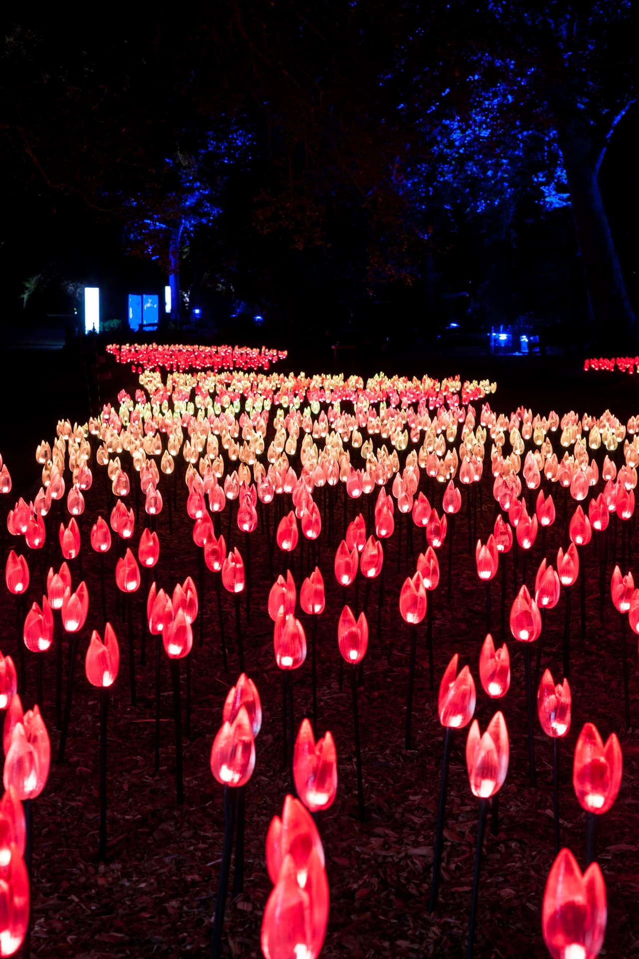 La ruta de luces se extiende aproximadamente a lo largo de una milla y es accesible para sillas de ruedas y carritos de niño.