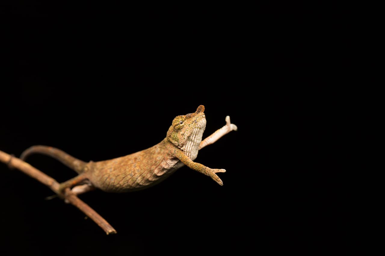 Baile de camaleón. Fotografiado por la australiana Jasmine Vink en Madagascar.