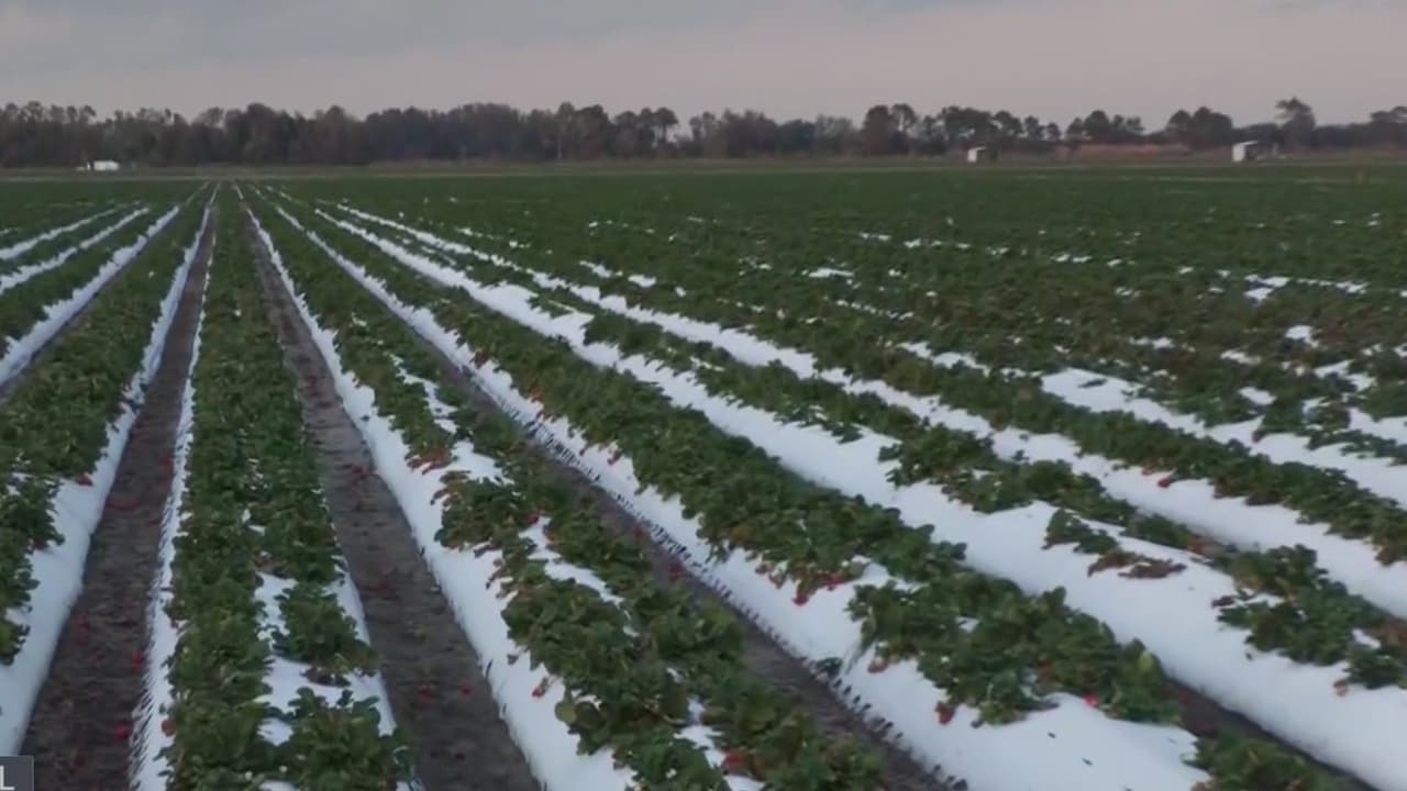 Pierden 40% de producción de fresas por frío en Mount Dora y suben los precios