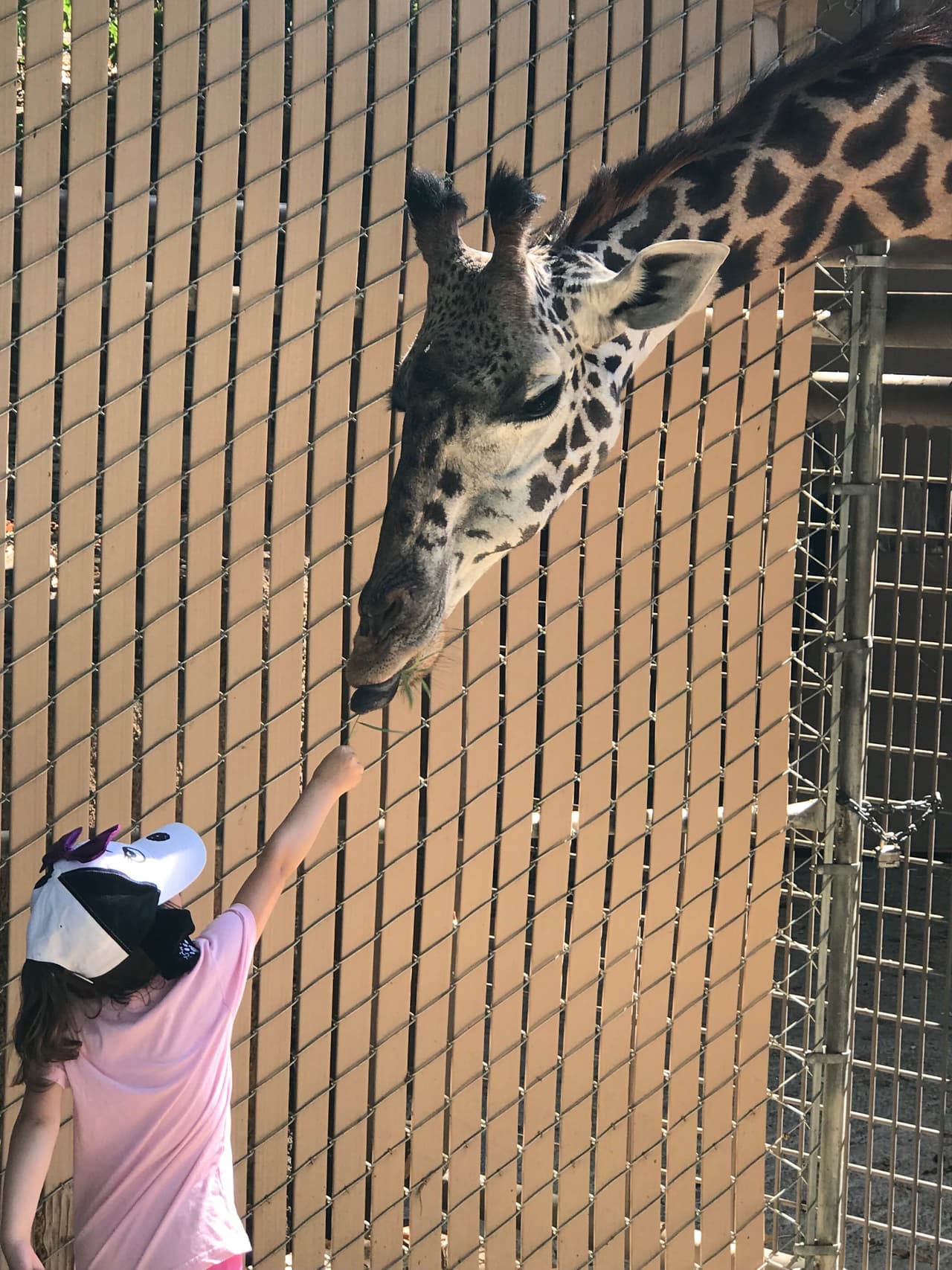 Alimentar a las jirafas tiene un costo de 5 dólares y es una experiencia única para los pequeños.