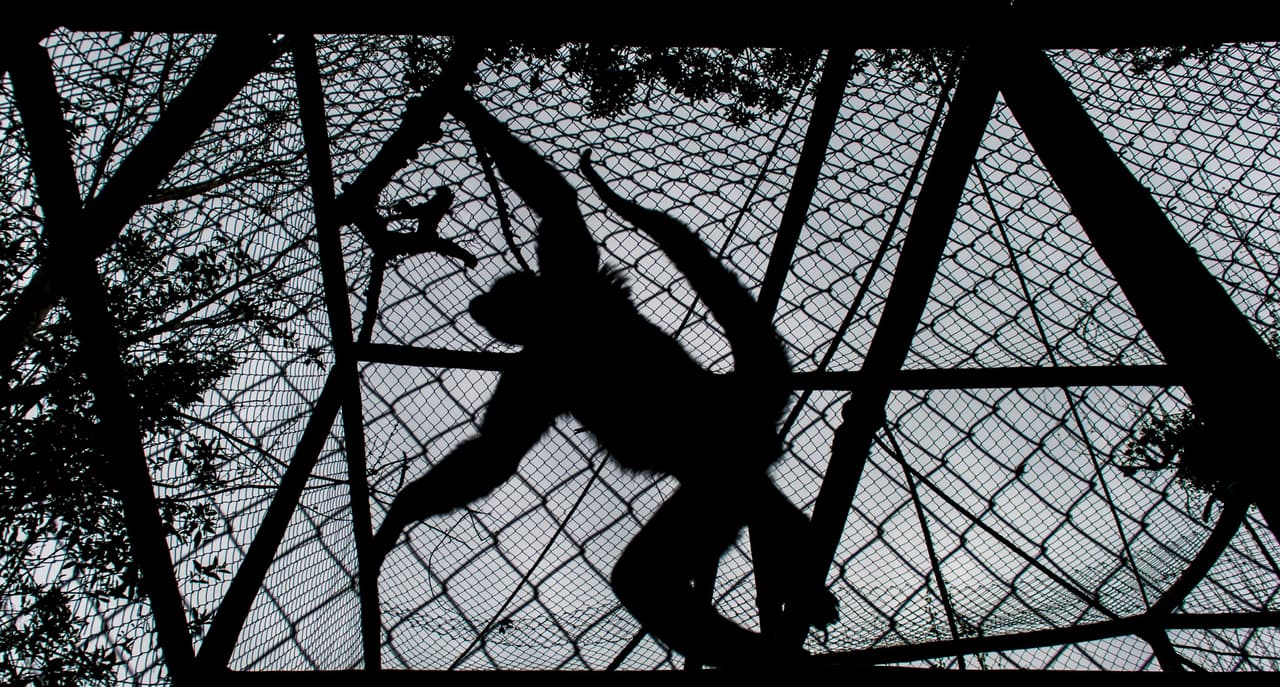 Hispana podría pagar 20 años de cárcel por contrabandear monos en Texas y ocultarlos en cajas de cerveza