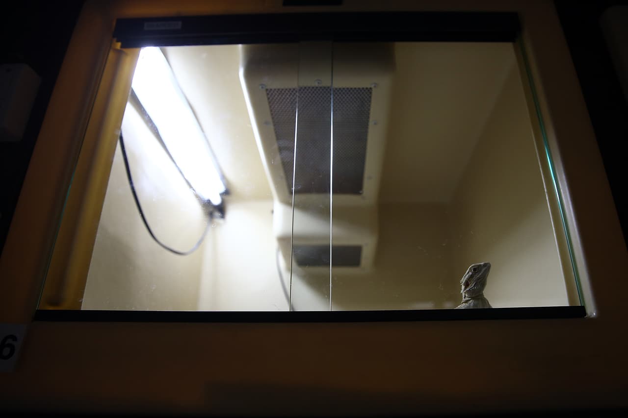 La organización tomó más de un millón de llamadas en su línea de la crueldad el año pasado.