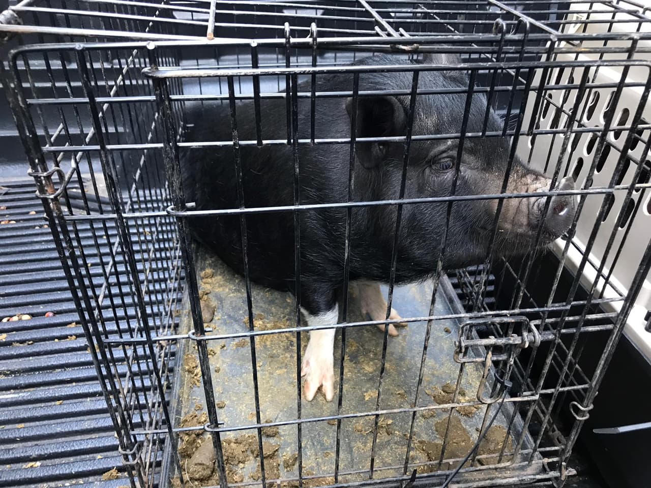 Alcalde de Miami-Dade indulta a dos cerditos que no serán cocinados para Navidad 