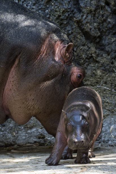 Sólo hay que mirar la conexión que existe entre este hipopótamo y su madre para comprobar que el amor maternal es completamente instintivo.