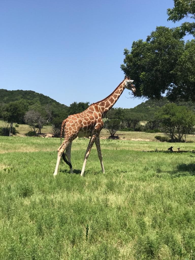Deben seguirse las medidas de prevención como utilizar mascarillas si sale de su auto.