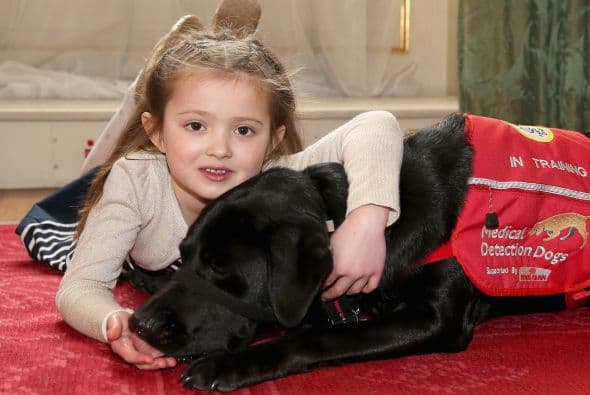 Cerys es la cliente más joven en adquirir un perro detector de enfermedades, con tan solo 6 años de edad y diagnosticada con diabetes tipo 1, sus padres adquirieron este perro para que la asistiera y alertara sobre los cambios en los niveles de azúcar de su hija.