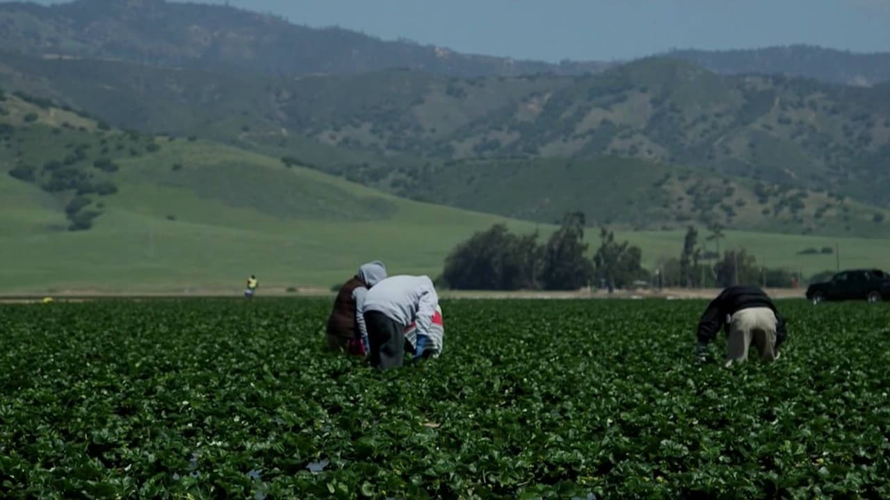 El Niño amenaza empleos e ingresos de trabajadores agrícolas en California