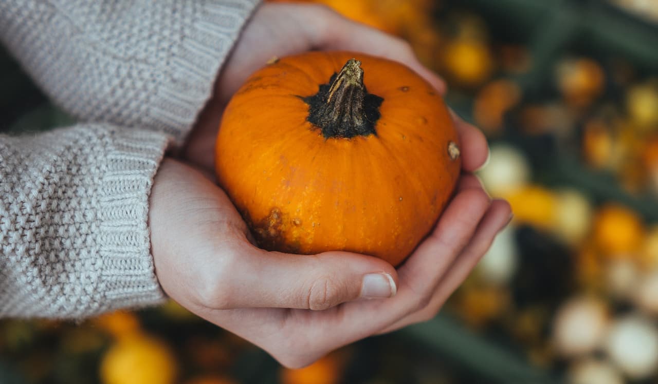 <a href="https://ourpumpkinfarm.com/"><u>Siegel’s Cottonwood Farm</u></a>
<br>17250 S. Weber Rd
<br>Crest Hill, 60446