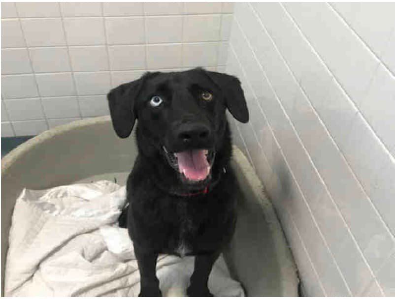 Angel, un Labrador Retriever, blanco y negro castrado. Él tiene alrededor de 1 año y 6 meses de edad. Angel ha estado en el refugio desde el 25 de abril de 2019.
<br>