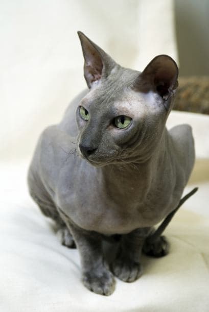 Le encanta llamar la atención ¡y lo logra!