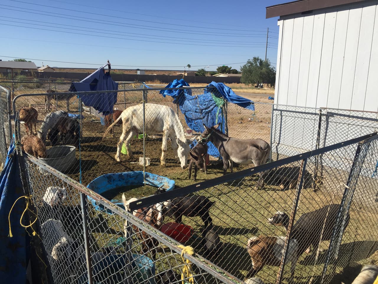 Incautan más de 100 animales que vivían en condiciones deplorables en una vivienda de Arizona