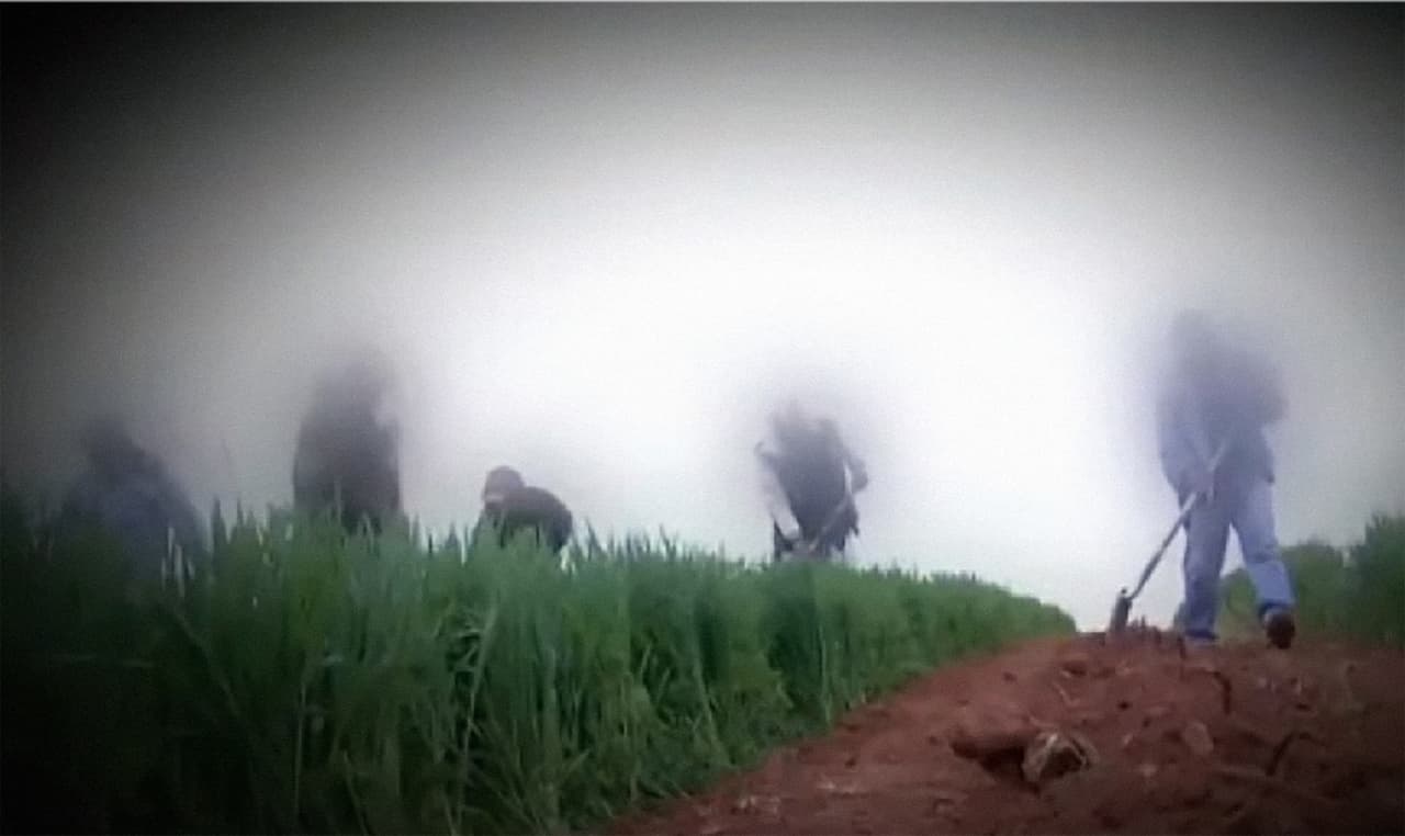 <b>Inmigrante no identificado.</b>
<br>
<b>Trump Winey, Virginia.</b>
<br>“Yo llevo aquí seis o cinco años’’, dijo el trabajador a Univision. Asegura que fue contratado tras presentar documentos falsos que no fueron verificados. El trabajador dijo que al iniciar sus labores presentó una tarjeta de Social Security “chueca". Según él, durante todos sus años en el viñedo la empresa no confirmó la autenticidad de estos documentos. Vea la historia completa en el especial 
<a href="https://www.univision.com/noticias/inmigracion/vinedo-de-trump-en-eeuu-tambien-contrata-indocumentados">Viñedo de Trump en EEUU también contrata indocumentados</a>, de Univision Investiga.