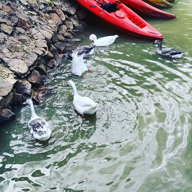 Ya de paso compartieron con sus fasn las "patoaventuras" que vivieron en el bosque. ¿Ya encontraron la diferencia?