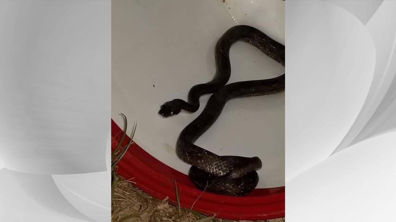 La serpiente estaba en un zapato de piel de víbora, según las autoridades.
