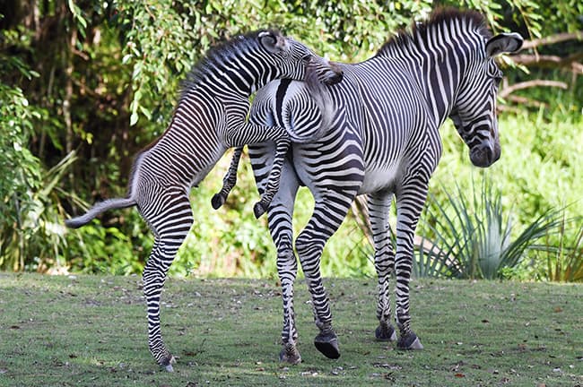 El potro macho nació el pasado jueves, 21 de julio en las instalaciones del Zoo Miami.
