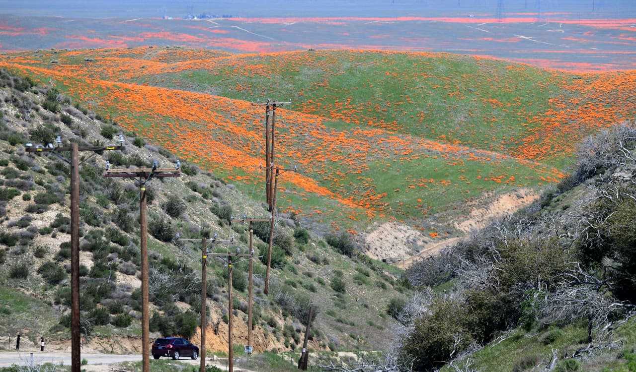 Los populares lugares que se llenan de turistas como el Lake Elsinore o el Anza Borrego, esta primavera han despertado más tranquilos, con un aire más limpio y con la visita de los animales, mientras que quienes viven en el sur de California cumplen con las órdenes de quedarse en casa.