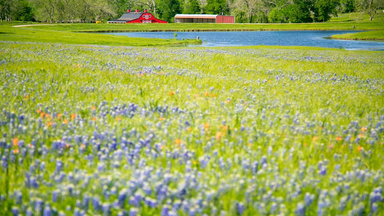 Esta imagen fue tomada el sábado 10 de abril en una granja del poblado de Chapel Hill, sobre la carretera 290, al noroeste de Houston.