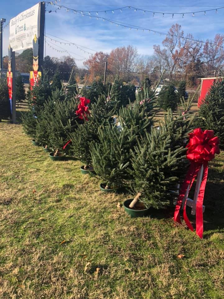 <b>Bailey’s Christmas Trees (A partir del 14 de noviembre)</b>
<br>
<b>Dirección</b>: 6488 Main Street. Bailey, NC
<br>
<b>Teléfono</b>: 252-235-4836
<br>
<b>Sitio web</b>: 
<a href="https://www.facebook.com/BaileysChristmasTrees/">https://www.facebook.com/BaileysChristmasTrees/</a> 
<br>
<b><a href="https://maps.app.goo.gl/7ufdCEdq9upCUcBf9">Cómo llegar</a></b>
<br>
<br>Encuentra variedades de árboles de Navidad a diferentes precios.
