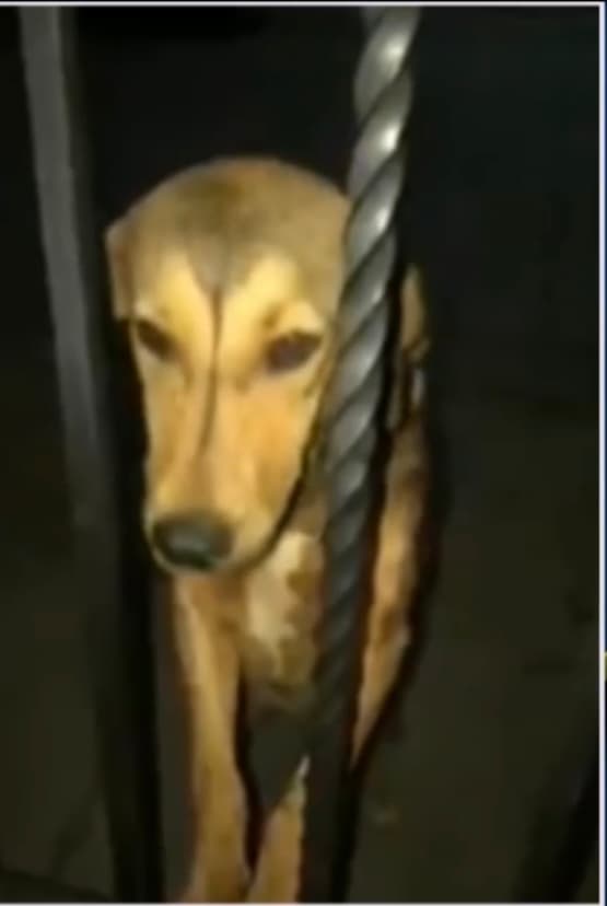 A pesar de este intento por amortiguar los reclamos que la gente le está haciendo, 
<b>la conmoción por lo ocurrido con el perro ha ido en aumento</b> desde distintas partes de la sociedad e incluso el diario 
<i>El Universal</i> indica que el principal sospechoso 
<b><a href="https://www.eluniversal.com.mx/estados/joven-que-mato-perrito-con-un-hacha-en-los-mochis-ya-comparecio-ante-el-mp" target="_blank">fue identificado e incluso ya compareció ante las autoridades.</a> </b>
<br>