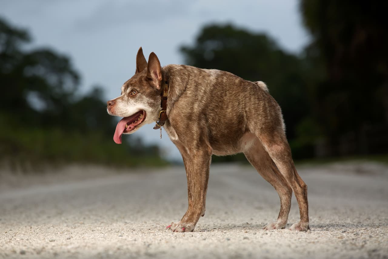 Quasi Modo tiene un cuerpo pequeño y piernas largas.