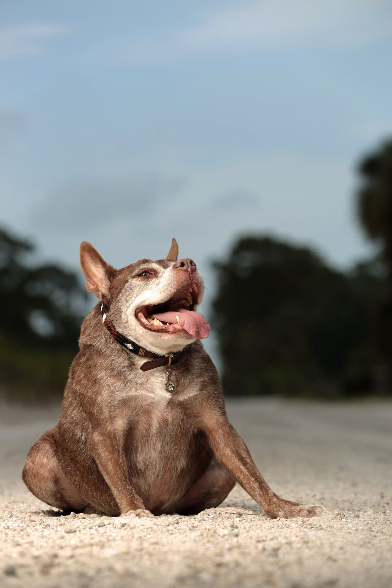 La pareja de Loxahatchee, Florida, convirtió a esta cuadrúpeda en una mascota feliz.