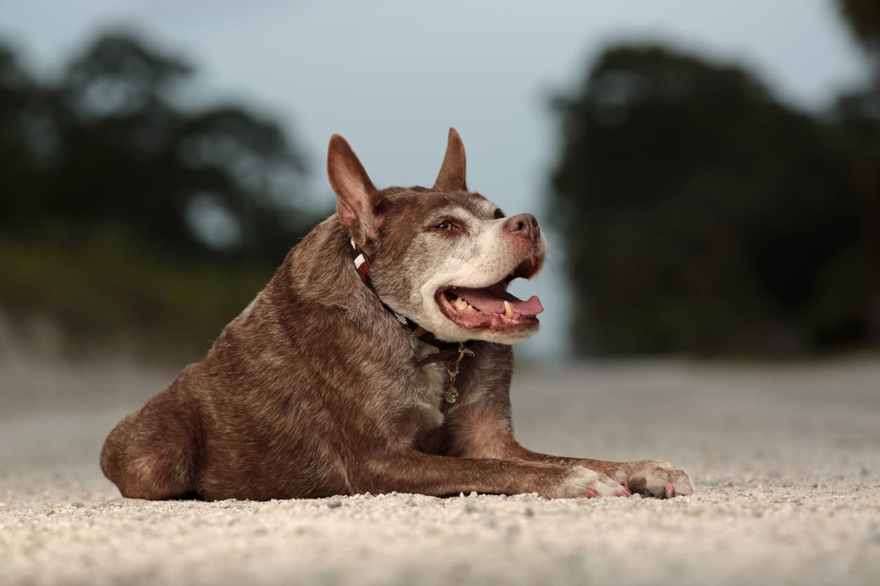 Esta perra es una mezcla entre Pit Bull y Pastor holandés.