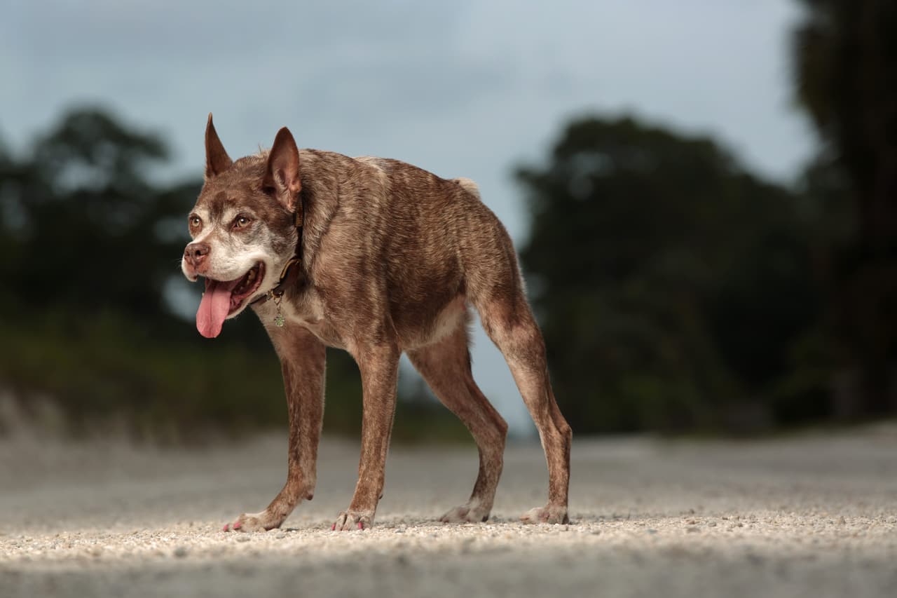 Concursó en la competencia por el título de ‘El perro más feo del mundo’, ¡y la ganó!