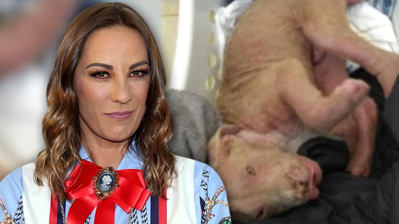 Consuelo Duval muestra la increíble recuperación de un perro que rescató de la calle