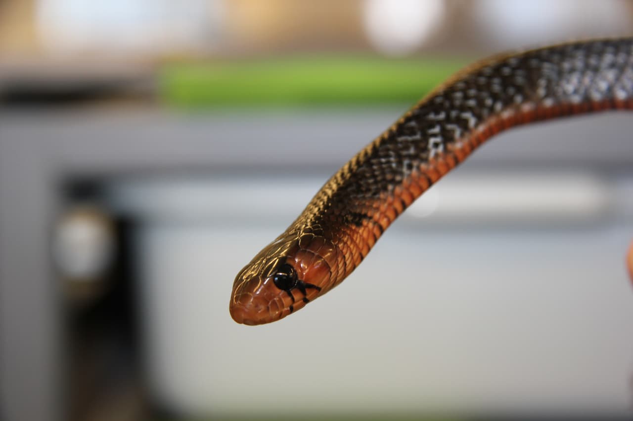 Muchas poblaciones de índigo están declinando en Florida debido principalmente a la pérdida, fragmentación y degradación de su hábitat. Otros factores incluyen su muerte en las carreteras y la recolección ilegal para su comercio. Este es un ejemplar de una serpiente índigo del proyecto de reinserción.