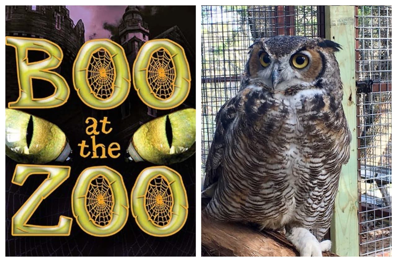 Zoológico de Austin realizará actividad nocturna para familias este Halloween 