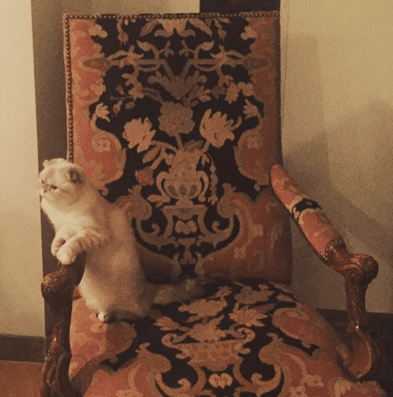 Esta linda gatita es la adoración de la cantante y le podría comprar un collar de oro blanco, con piel italiana importada desde Milán y cristales de Swarovski. Cuesta 236 dólares. Nada caro para los millones que tendrá.