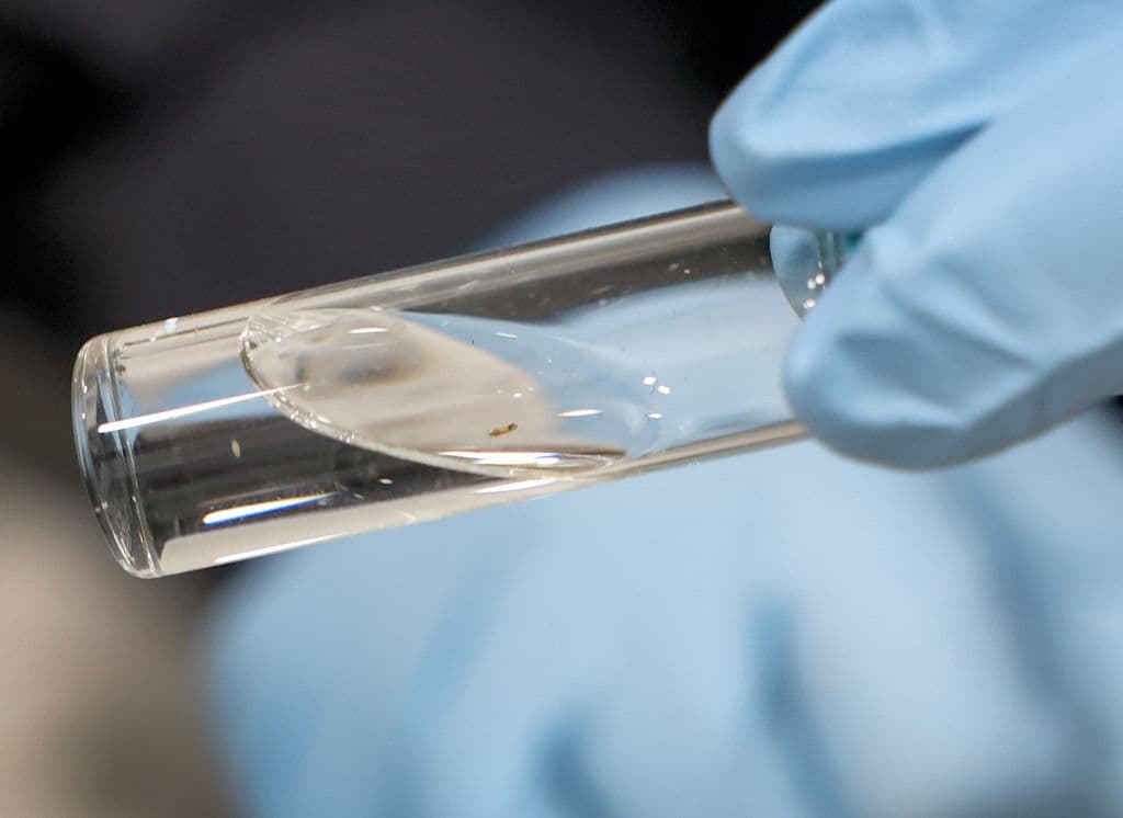 Los especialistas de agricultura de Aduanas y Protección Fronteriza de Estados Unidos hacen un trabajo científico y vital para proteger las especies del país.