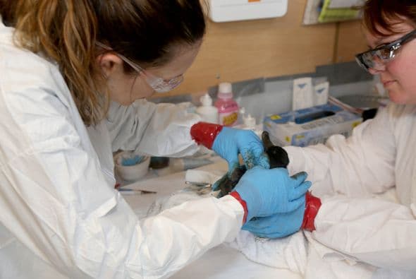 Continúan las labores de limpieza tras derrame de petróleo