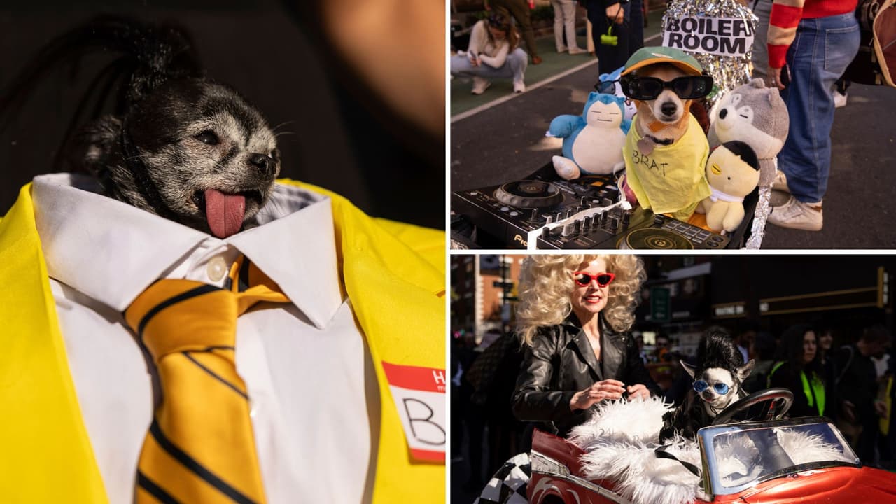 <b>Decenas de mascotas invadieron Tompkins Square</b> el fin de semana en el 
<b>tradicional desfile y concurso de disfraces de Halloween</b>.