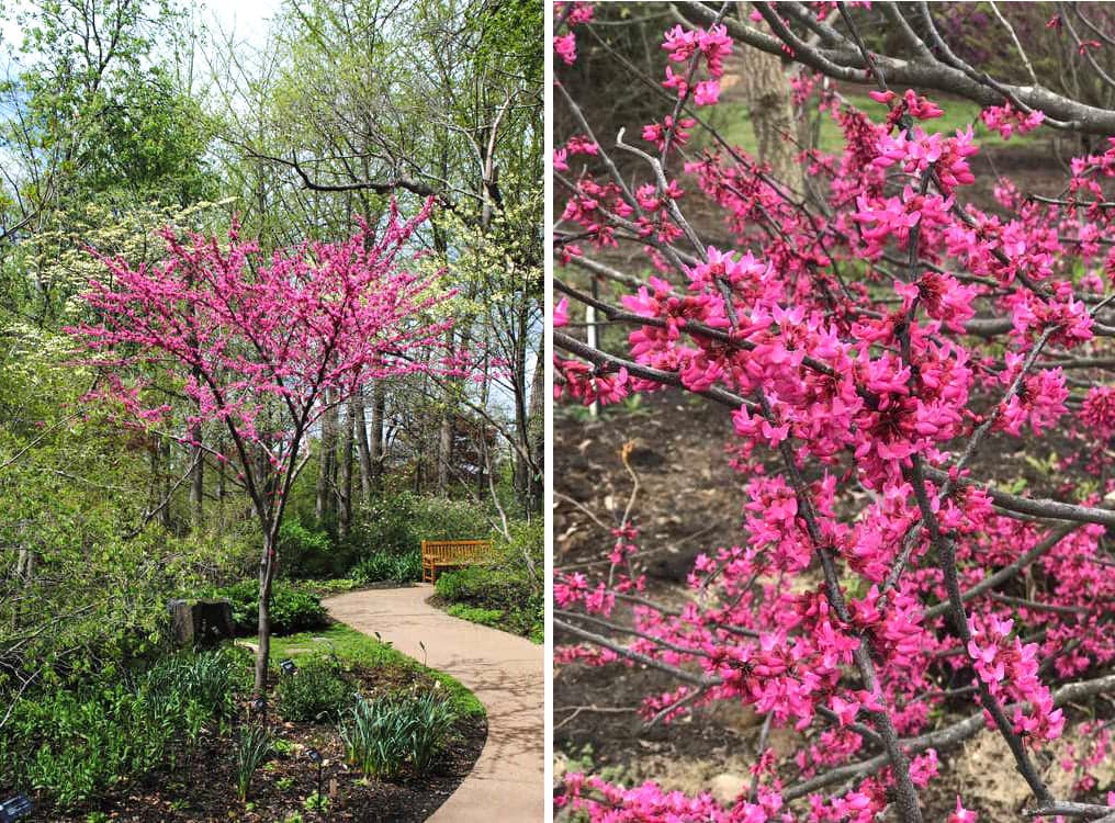 <b><a href="https://jcra.ncsu.edu/">JC Raulston Arboretum at NC State University (Raleigh)</a></b>. El jardín, que es parte de la Universidad Estatal de Carolina del Norte, cuenta con ocho acres que contienen una amplia variedad de plantas de zonas templadas resistentes al frío.
<br>
<br>
<b><a href="https://goo.gl/maps/zbR3P9B8MuKPfDnPA">Cómo llegar</a></b>
