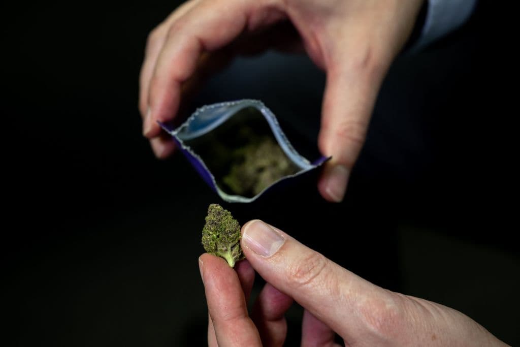 Campaña pro marihuana demanda al estado de Florida: Acusan que no les certifican firmas