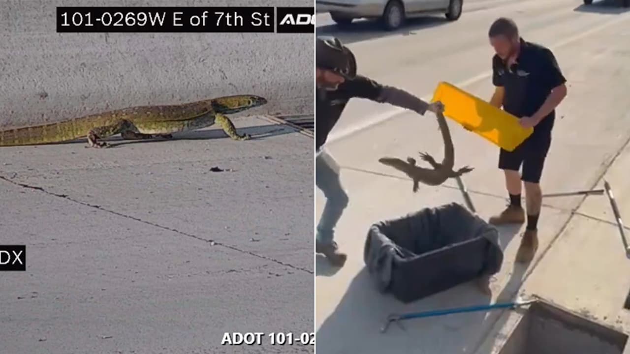 Así fue el rescate de un enorme reptil sobre el Loop 101 al norte de Phoenix